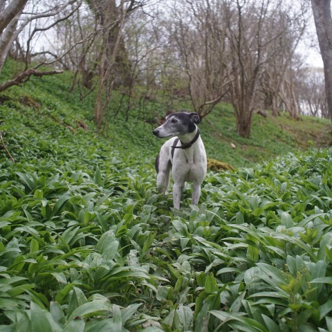 dog in wild garlic on nature walk at brinkburn northumberland