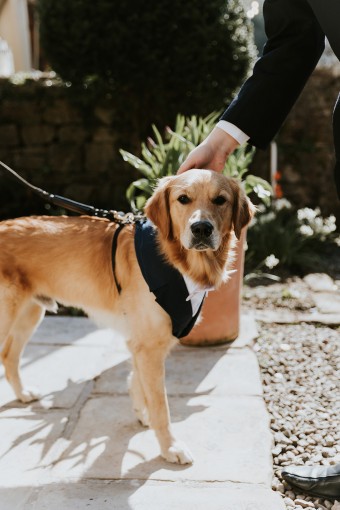 Dog dressed in wedding attire 