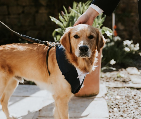 Golden retriever Dog dressed in wedding attire at Brinkburn Northumberland