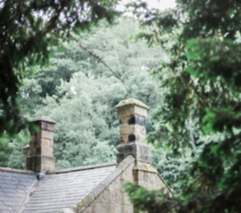 Some large trees standing over a cottage roof