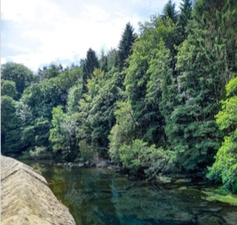 Some large trees at the edge of a calm river