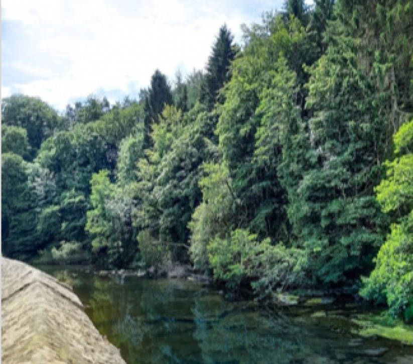 Some large trees at the edge of a calm river