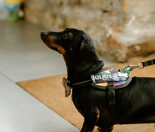 Dachshund ready for a walk 