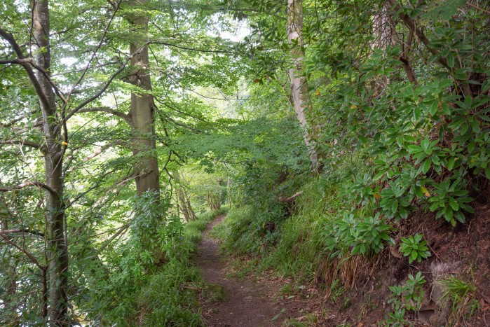 brinkburn woodland trail