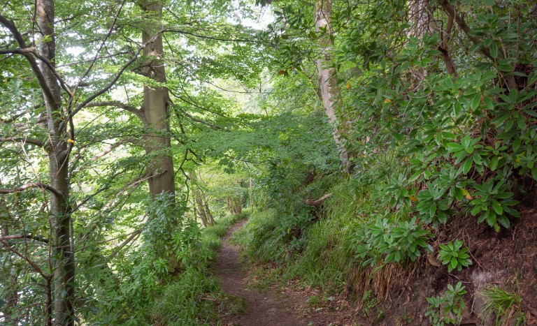 brinkburn woodland trail