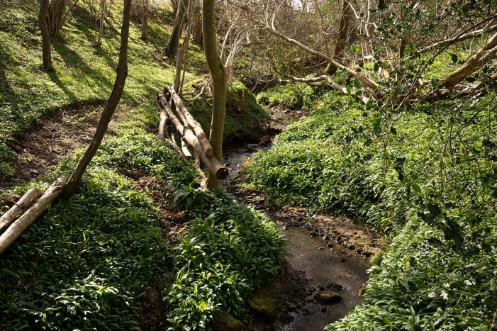 Brinkburn woodland trail