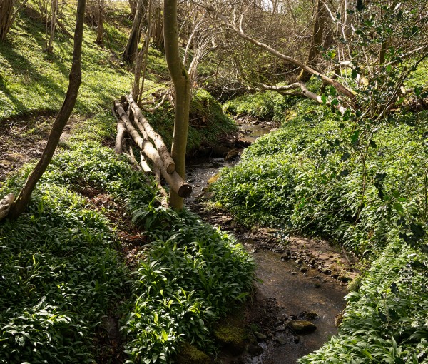 brinkburn northumberland grounds