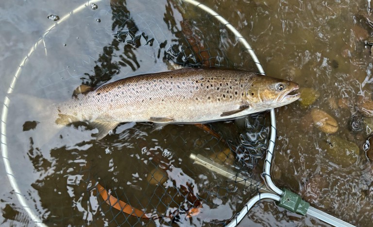 river coquet sea trout salmon fishing