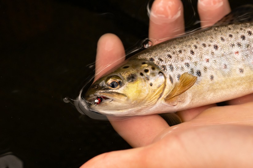 brown trout fly fishing holiday uk northumberland
