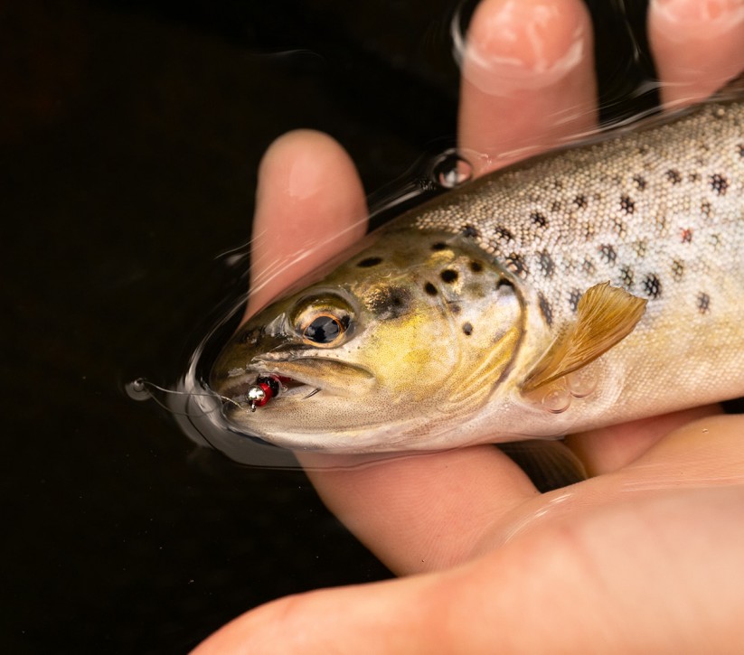 brown trout fly fishing holiday uk northumberland