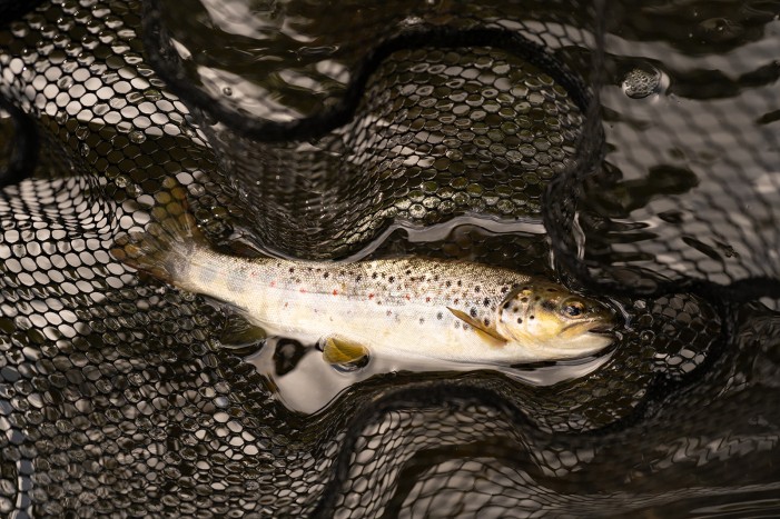 brown trout fly fishing north east uk