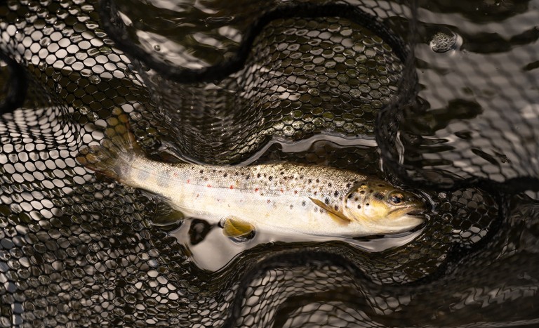 brown trout fly fishing north east uk