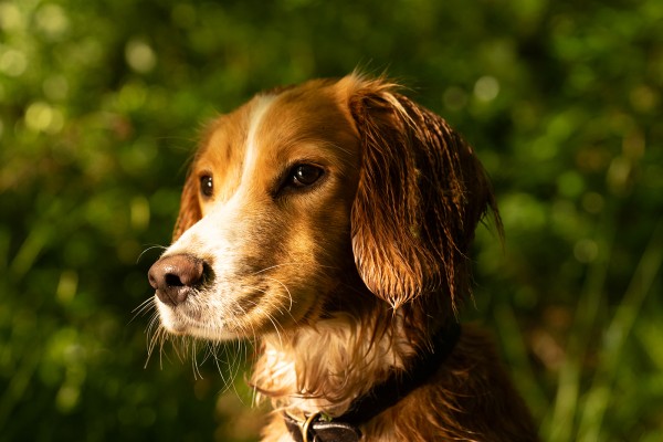 dog friendly fly fishing holidays uk northumberland