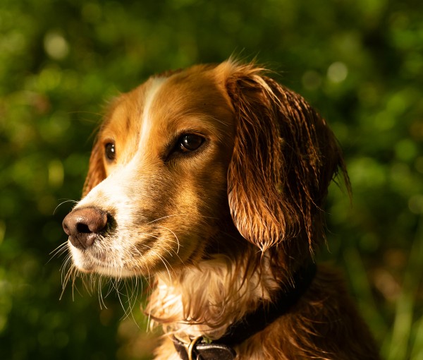 dog friendly fly fishing holidays uk northumberland