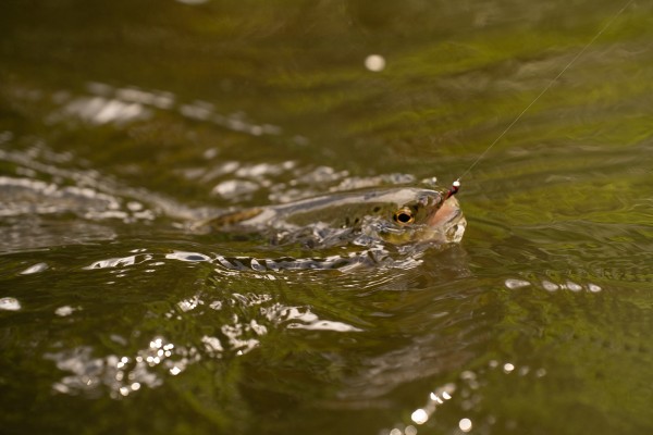 Fishing the river coquet