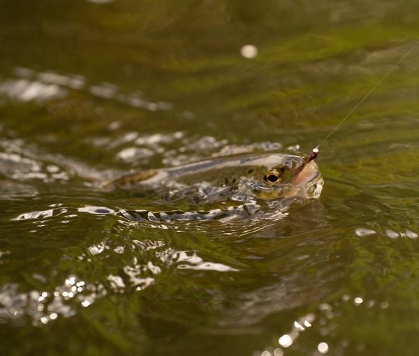Fishing the river coquet
