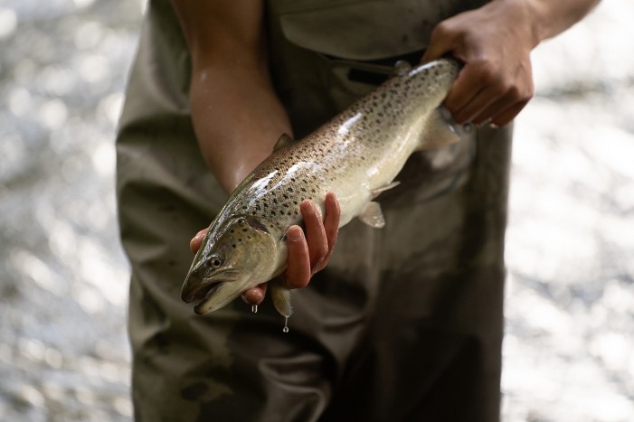 sea trout fishing river coquet northumberland national park