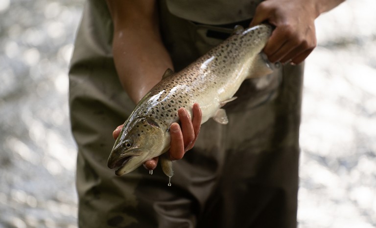 sea trout fishing river coquet northumberland national park