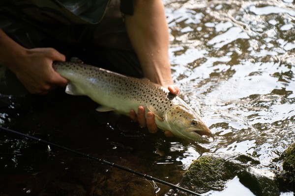sea trout fly fishing river coquet