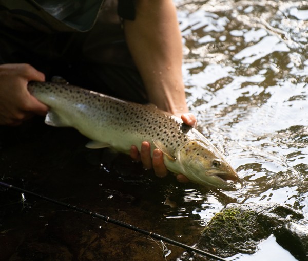 sea trout fly fishing river coquet