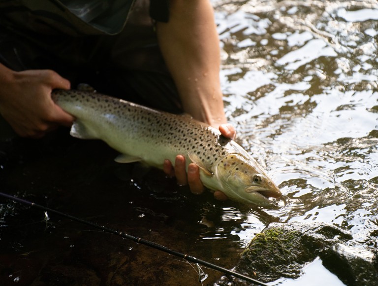 sea trout river coquet