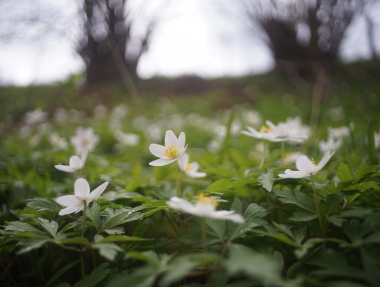 wild flowers on nature walk at Brinkburn Northumberland