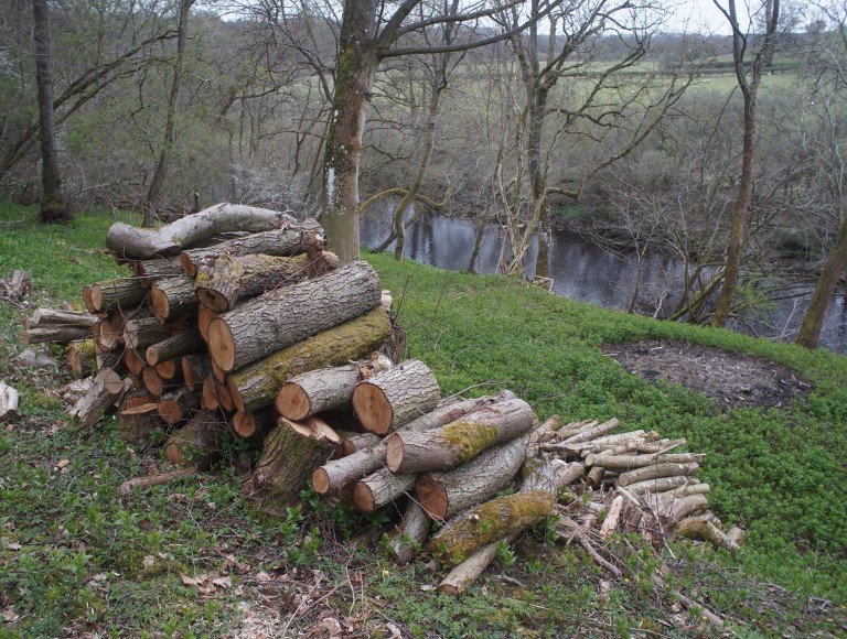wood stack on nature walk at Brinkburn Northumberland