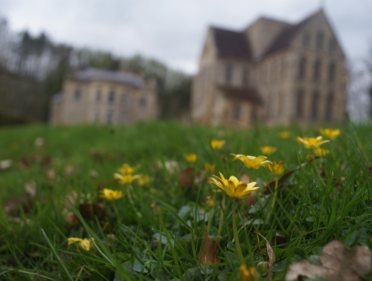 wild flowers outside Brinkburn Priory on nature walk