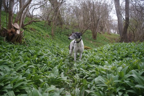 dog in wild garlic on nature walk at brinkburn northumberland