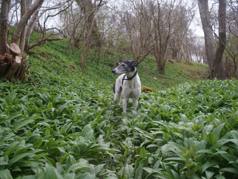 dog in wild garlic on nature walk at brinkburn northumberland