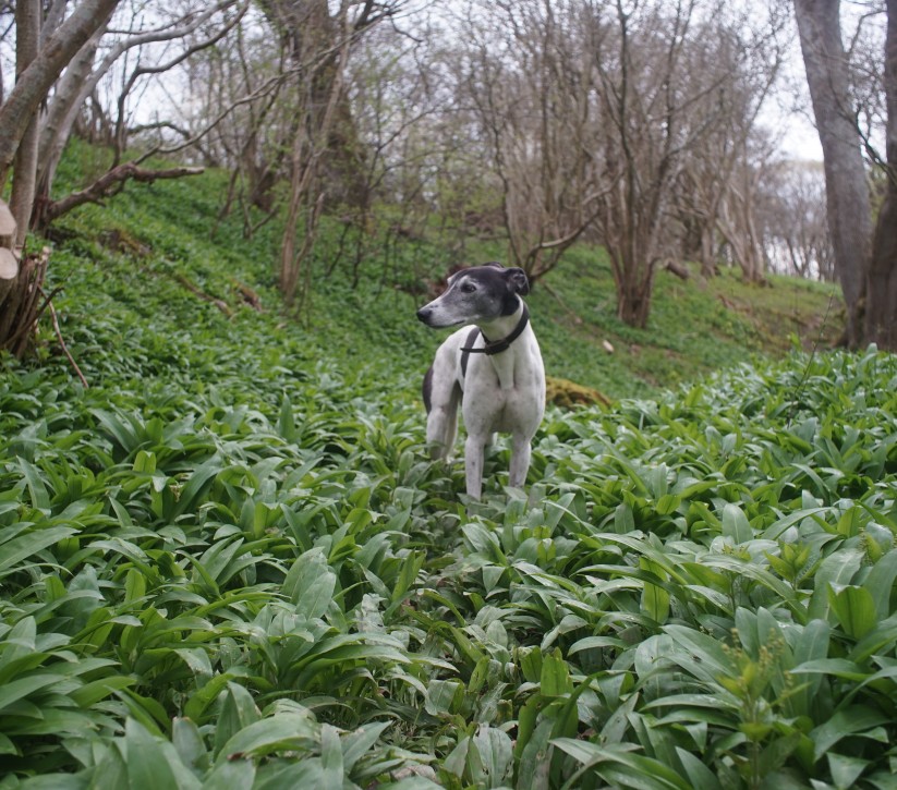 dog friendly holiday cottages northumberland north east