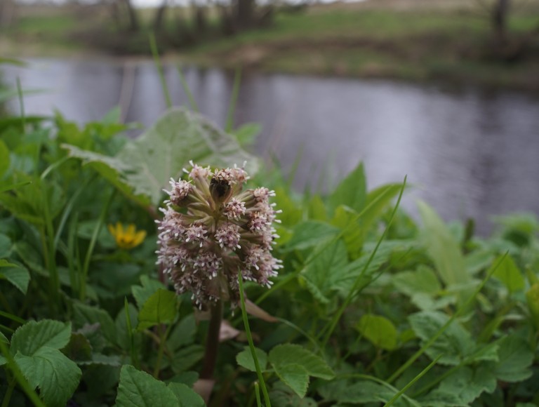 wild flower on nature walk at Brinkburn Northumberland