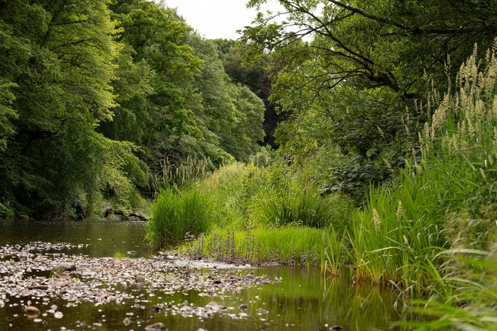 river at brinkburn northumberland