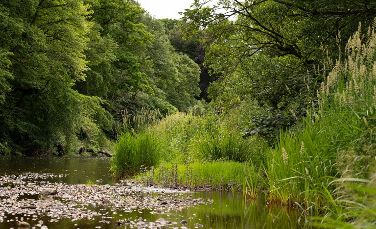 river at brinkburn northumberland