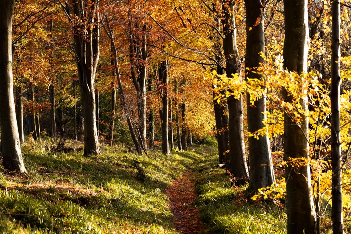 forest yoga retreat