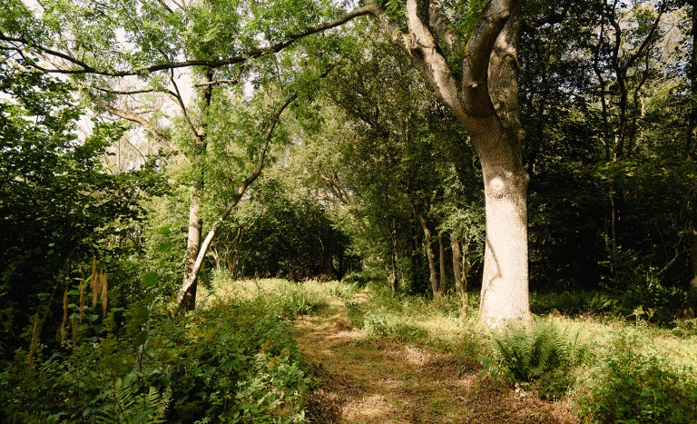 brinkburn estate walking trail