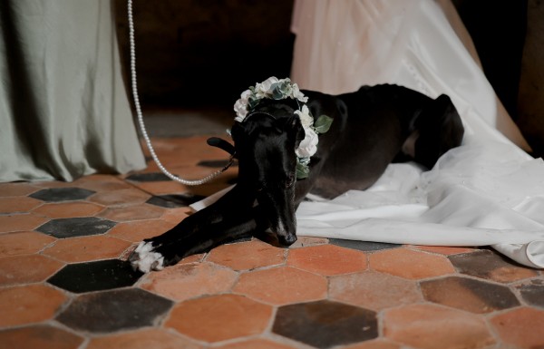 Dog dressed in wedding attire at Brinkburn Northumberland wedding