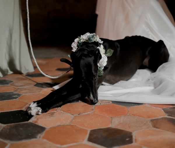 Dog dressed in wedding attire at Brinkburn Northumberland wedding