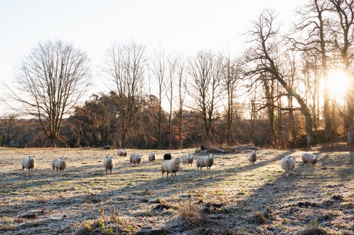 Country wedding with sheep in the field
