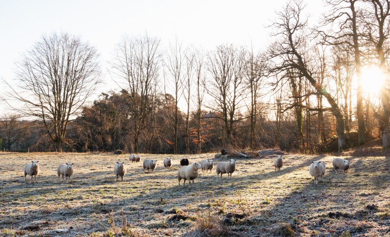 Sunset wedding photography of sheep in field at Brinkburn Northumberland